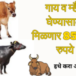 गाय व म्हैस घेण्यासाठी मिळणार 85 हजार रुपये, इथे करा अर्ज | Farrimg Scheme 2023